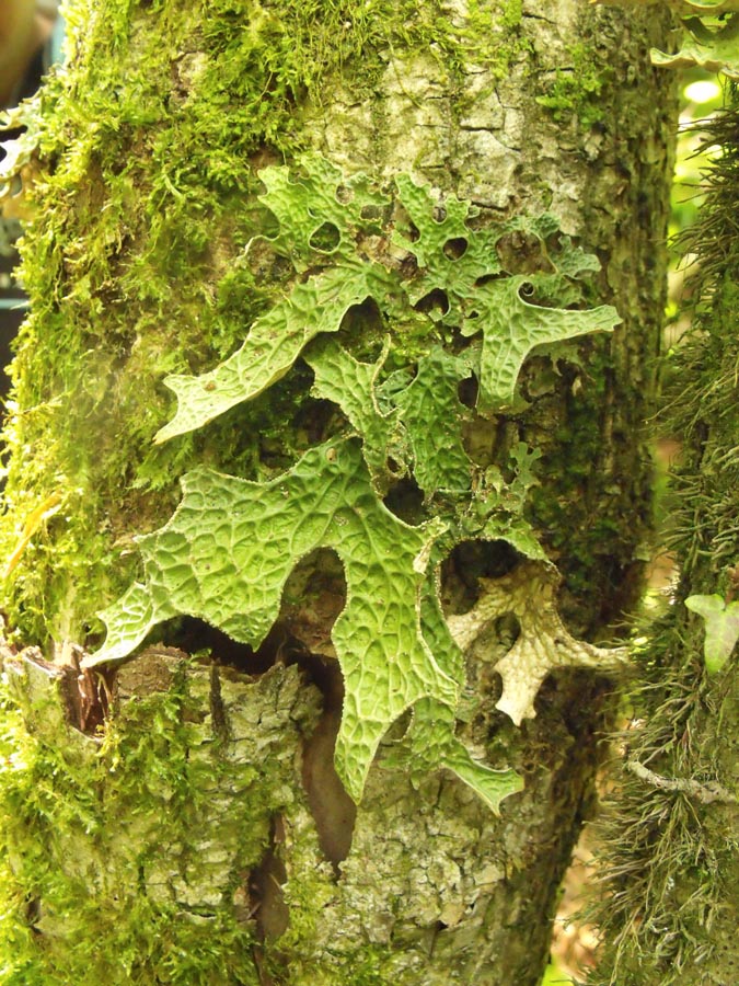 Lichene foglioso stranissimo